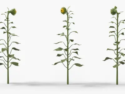 Young Sunflower Bud Bending Fur 3D model
