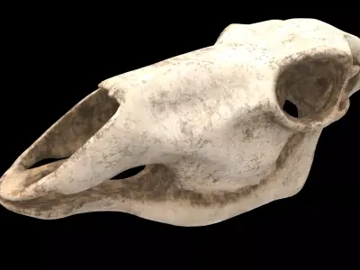 deer skull 3D model
