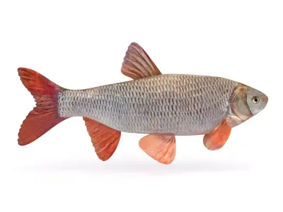 Freshwater Fish 3D model order