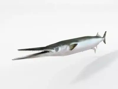 Needle Fish Low-poly 3D model