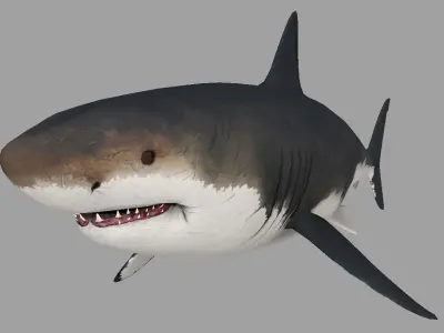 Animal - Shark Low-poly 3D model