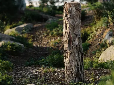  Tall Cut Damaged Deciduous Stump Model 