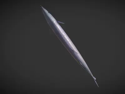 Mackerel squid - squid Low-poly 3D model