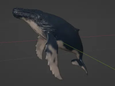 Realistic Humpback Whale Low-poly 3D model