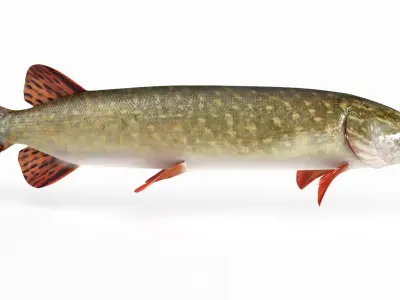Pike Animated  purchase 3D model