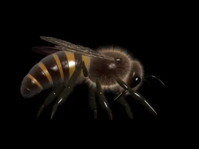 Honey Bee 3D model get