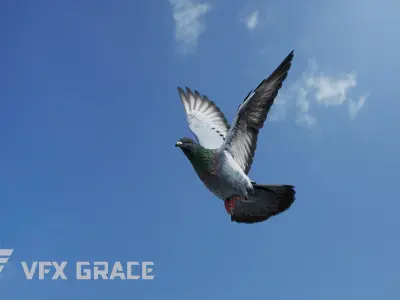 Pigeon Animated VFX Grace 3D model