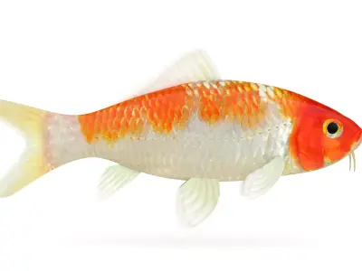 Koi Fish 3D model get