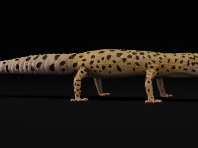  4K Leopard Gecko 