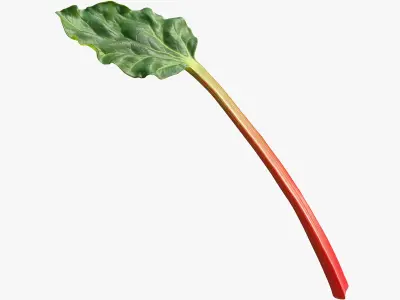 Rhubarb 3D model