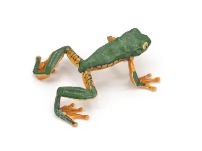 Splendid Leaf Frog Animated 3D model