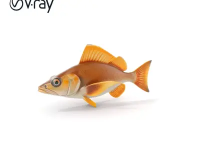 Realistic Fish Model Pack with PBR Textures Low-poly 3D model
