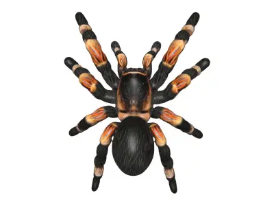 Tarantula spider Low-poly 3D model