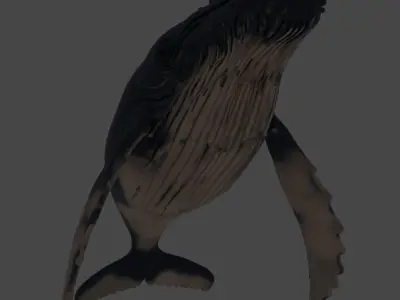 Realistic Humpback Whale Low-poly 3D model
