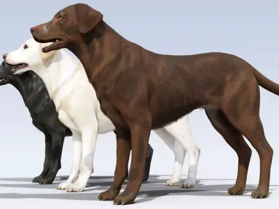 Labrador Retriever pack Rigged Low-poly 3D model