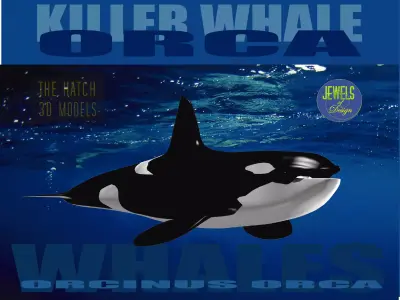 Killer Whale 3D model buy