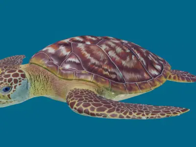 Sea turtle Low-poly 3D model