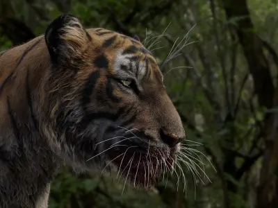  Tiger 