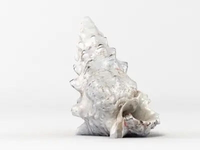 Seashell conch shell 3D model