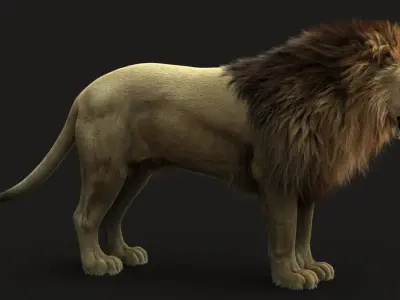 Lion 3 RIG FUR 3D model