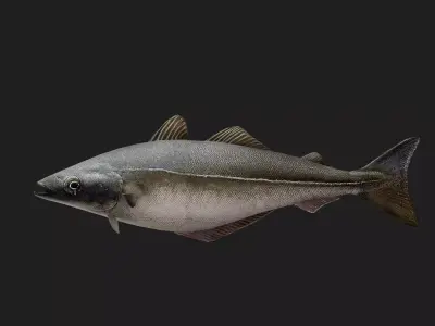Coalfish Low-poly 3D model