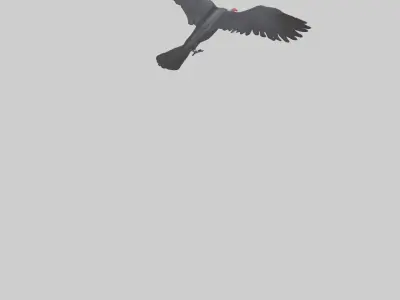 Frigatebird soaring model 3D model