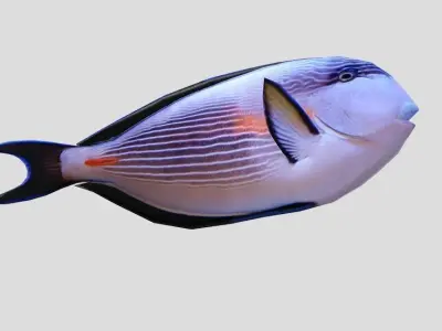 Sohal Surgeonfish Low-poly 3D model