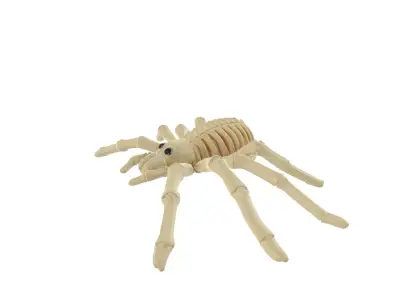 Realistic Spider Skeleton Cute Halloween Decoration 3D print model