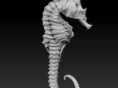 SEAHORSE 3D model 4