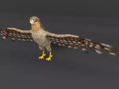 Hawk Bird Low-poly 3D model