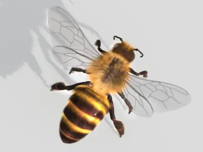 HONEYBEE XGEN CORE ANIMATED 3D model