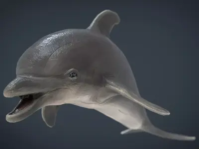 dolphin Low-poly 3D model get
