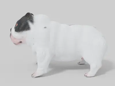 3D Pitbull Model bulldog Low-poly 3D model