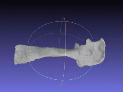 Psittacosaurus Right Scapula Coracoid Free 3D print model