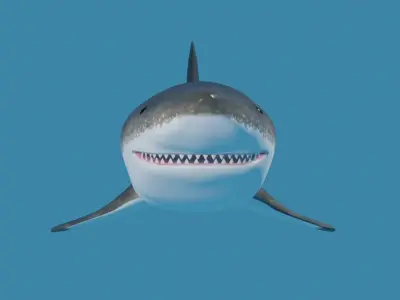 Shark - Tubarao Low-poly 3D model