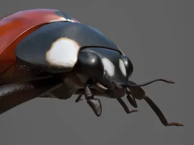 Ladybug 3d Model Low-poly 3D model