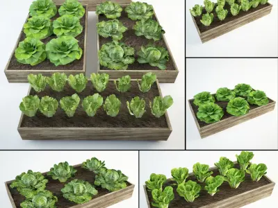 lettuce set 36 Lactuca 3D model