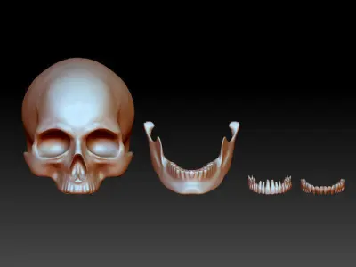 Separate anatomically correct human skull in natural size 3D print model