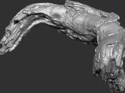 3d scan of tree trunk in highpoly 3D model from CGTrader