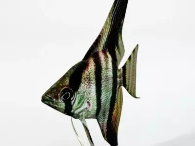 Angelfish Low-poly 3D model