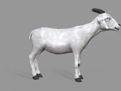White Goat Low-poly 3D model