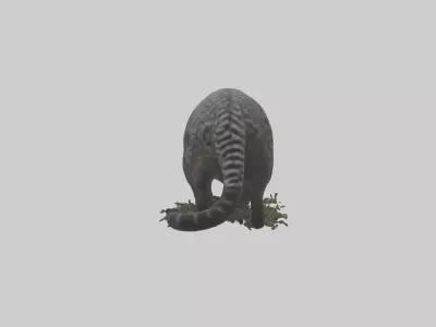 Malayan Civet sneaking model Low-poly 3D model