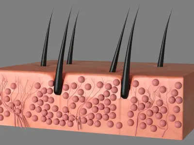 Skin Anatomy Collection 3D model
