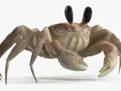  Ghost Crab Crustacean Moving Pose Pink Beige 