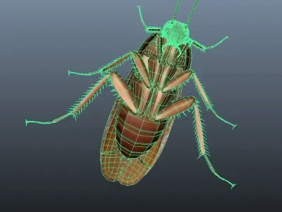 cockroach 3d maya rigged 3D model