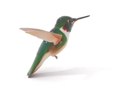 Emerald Hummingbird model pack Low-poly 3D model