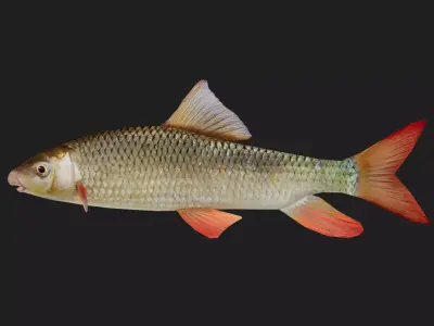 Carp fish Low-poly 3D model