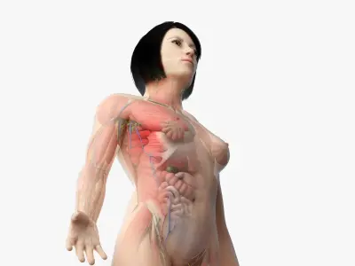 Full Asian Female Anatomy Rigged 3D model