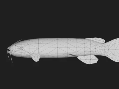 Catfish Low-poly 3D model 7