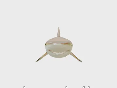 Sawshark Model with Saw-like Snout and Detailed Texture Low-poly 3D model